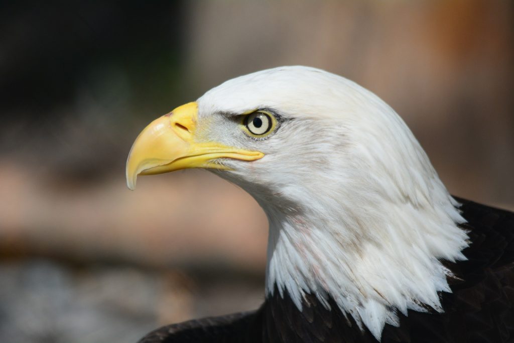 American Bald Eagle - Photo: Steppinstars, Pixabay.com, License: CC0